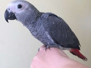 African Grey Congo Parrots for Sale
