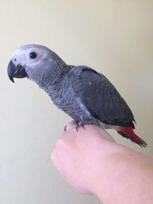 African Grey Congo Parrots for Sale