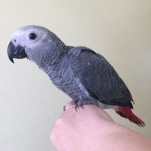 African Grey Parrots for Sale