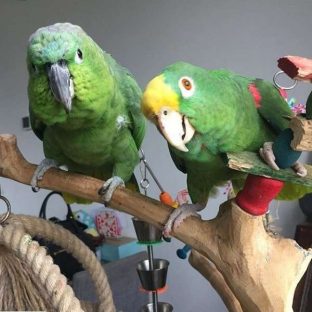 Amazon Parrots for Sale