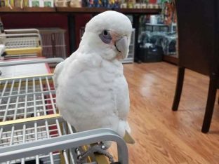 Bare Eye Cockatoo for Sale