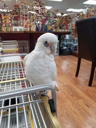 Bare Eye Cockatoo for Sale