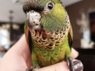 Black Capped Conure for Sale