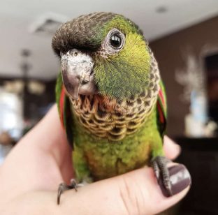 Black Capped Conure for Sale