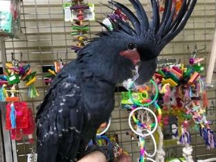 Black Palm Cockatoo For sale