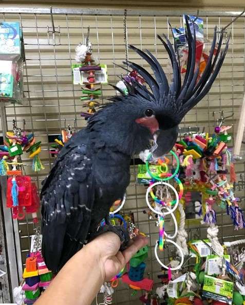 Black Palm Cockatoo For sale