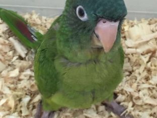 Blue Crown Conures for Sale