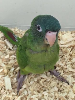 Blue Crown Conures for Sale