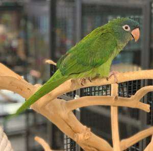 Parrot for sale