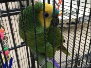 Blue Front Amazon Parrot for Sale