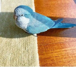 Blue Quaker Parrots for Sale