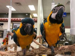 Blue Throated Macaw For sale