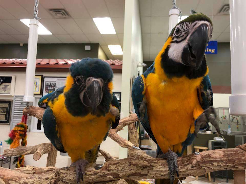 Blue Throated Macaw For sale