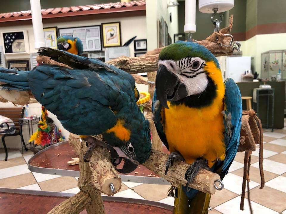 Blue Throated Macaw For sale - Image 2