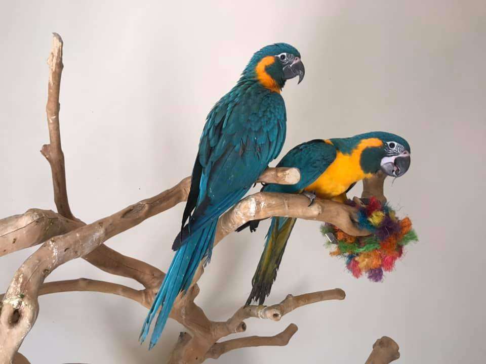 Blue Throated Macaw For sale - Image 4