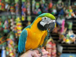 Blue and Gold Macaws for sale
