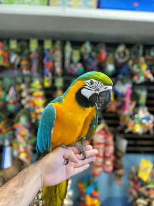 Blue and Gold Macaws for sale