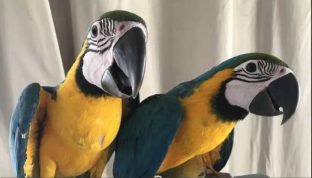Blue and Gold Macaw for sale