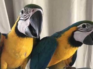 Blue and Gold Macaw for sale