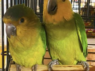 Brown Throated Conure for Sale