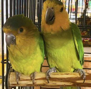Brown Throated Conure for Sale