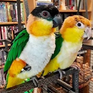 Caiques for Sale