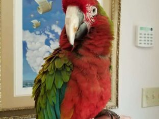Calico Macaw for sale