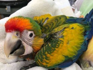 Camelot Macaw For Sale