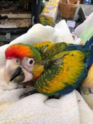 Camelot Macaw For Sale