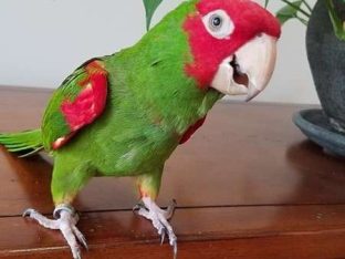 Cherry Head Conure for Sale