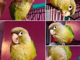 Cinnamon Green Cheek Conure for Sale