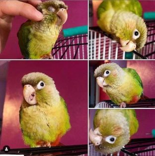 Cinnamon Green Cheek Conure for Sale