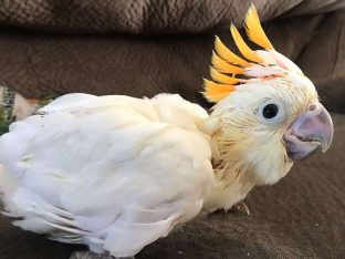 Citron Crested Cockatoos for Sale