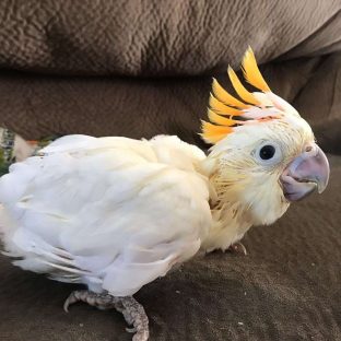Citron Crested Cockatoos for Sale