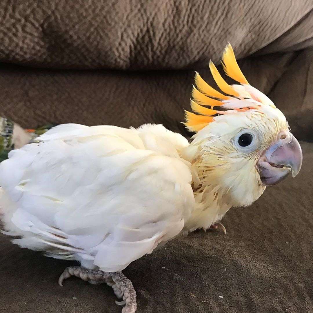 Citron Crested Cockatoos for Sale