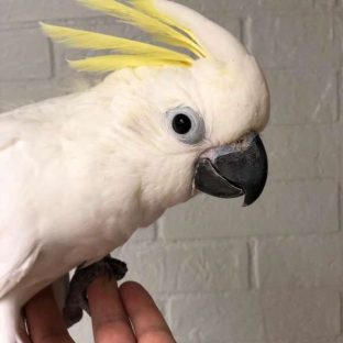 Cockatoos for Sale
