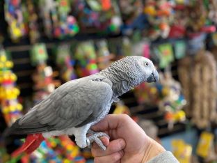 Congo African Grey Parrot for Sale