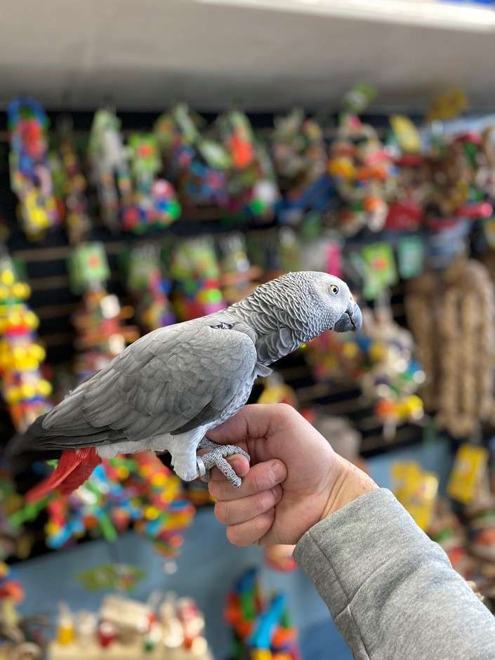 Congo African Grey Parrot for Sale