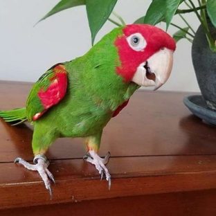 Conures for Sale