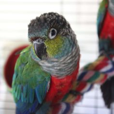 Crimson Bellied Conure for Sale