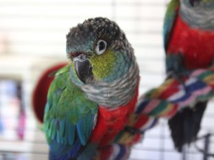 Crimson Bellied Conure for Sale