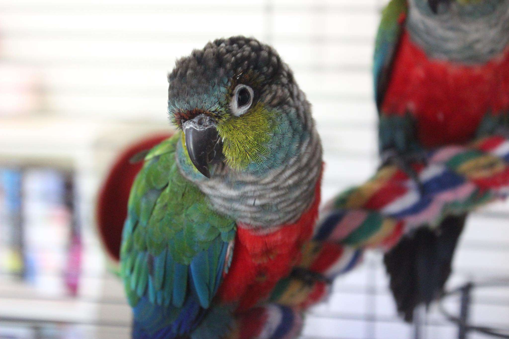 Crimson Bellied Conure for Sale