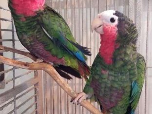 Cuban Amazon Parrot for Sale