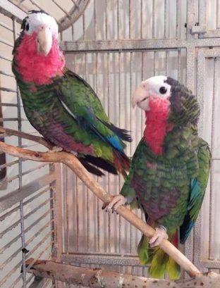 Cuban Amazon Parrot for Sale
