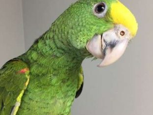 Double Yellow Head Amazon Parrot for Sale