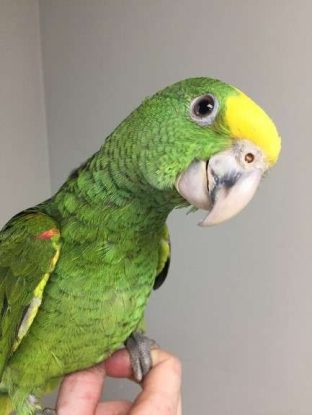 Double Yellow Head Amazon Parrot for Sale
