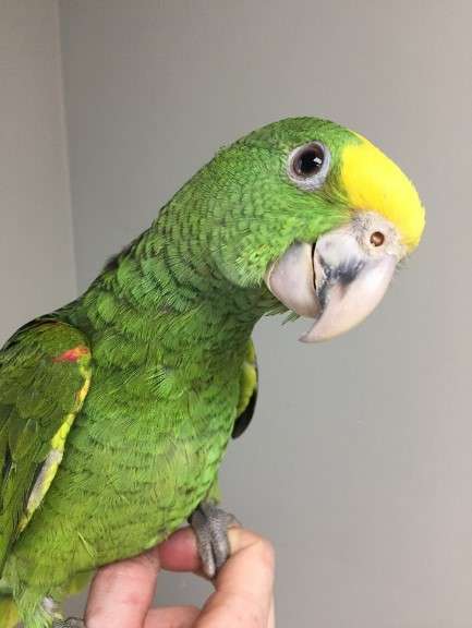 Double Yellow Head Amazon Parrot for Sale