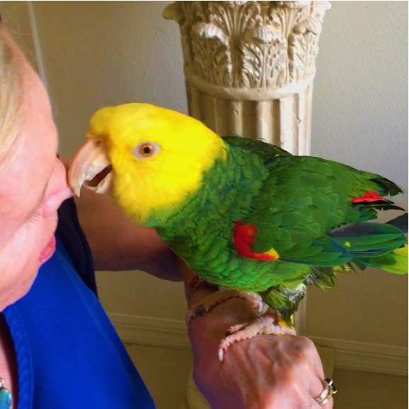 Double Yellow Head Amazon Parrot for Sale - Image 2