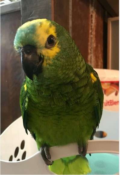Double Yellow Head Amazon Parrot for Sale - Image 3