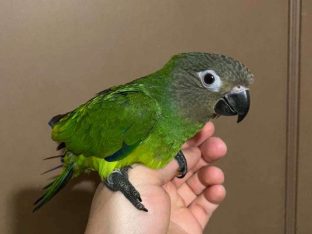 Dusky Conure for Sale